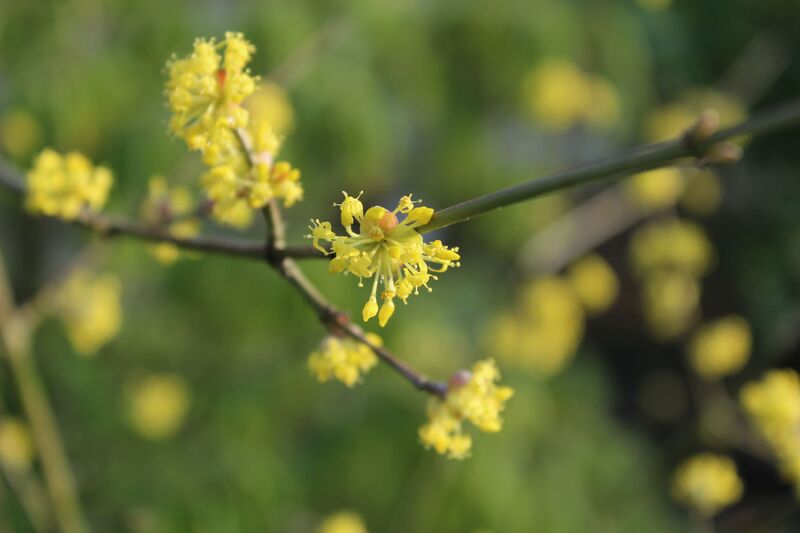 Cornus officinalis