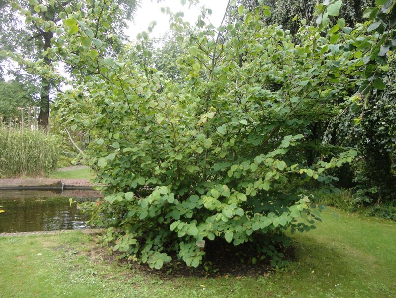 Corylopsis spicata