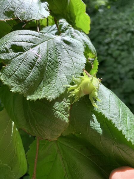 Corylus avellana