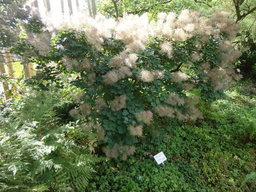 Cotinus coggygria