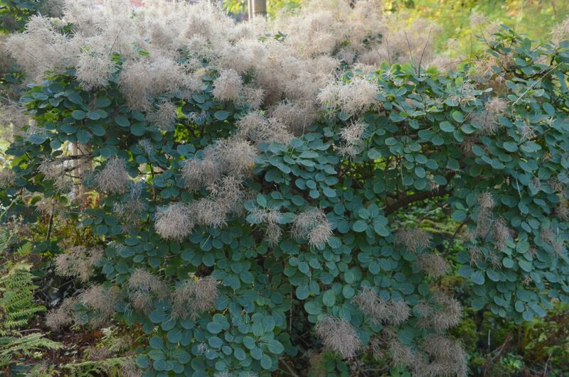 Cotinus coggygria