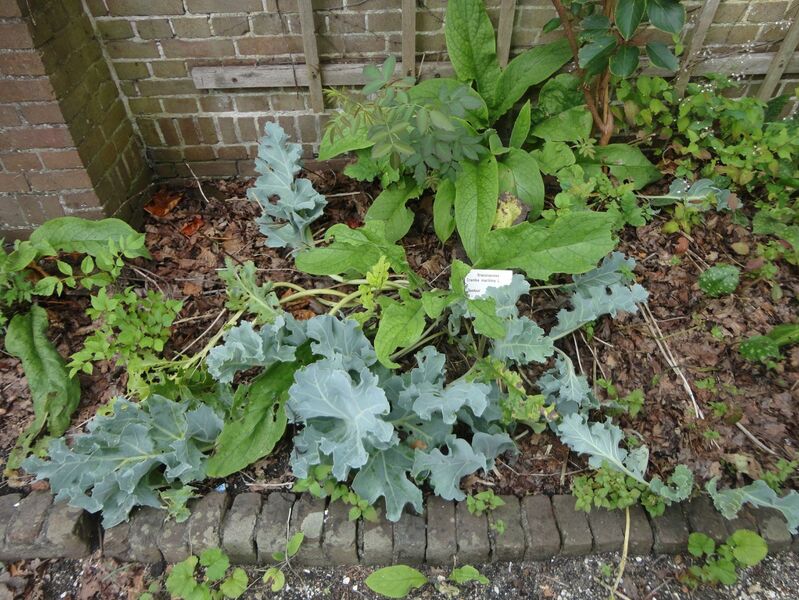 Crambe maritima