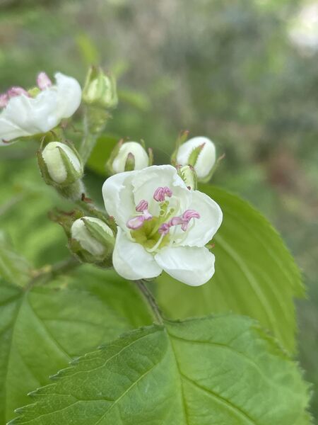 Crataegus mollis