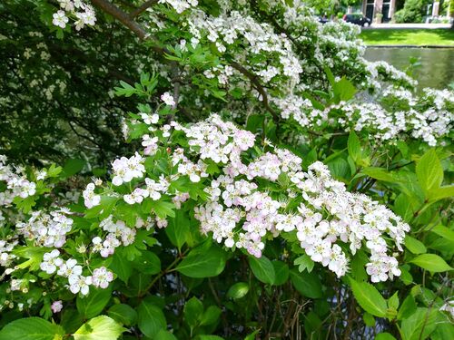 Crataegus monogyna