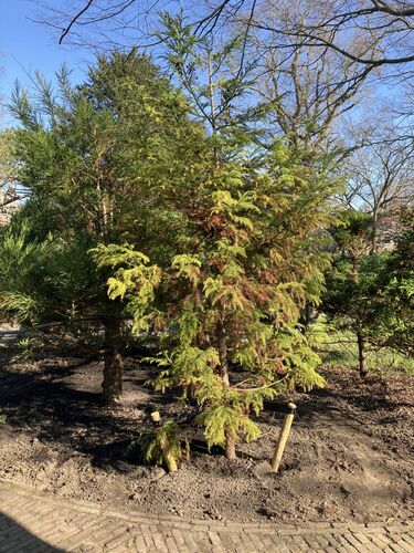 Cryptomeria japonica