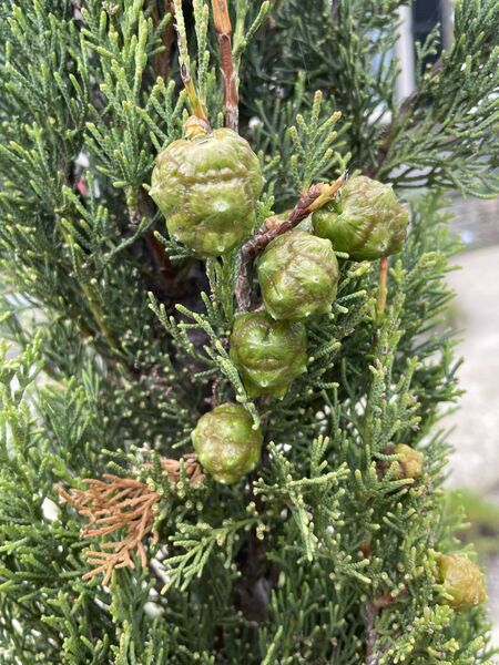 Cupressus sempervirens 'Pyramidalis'