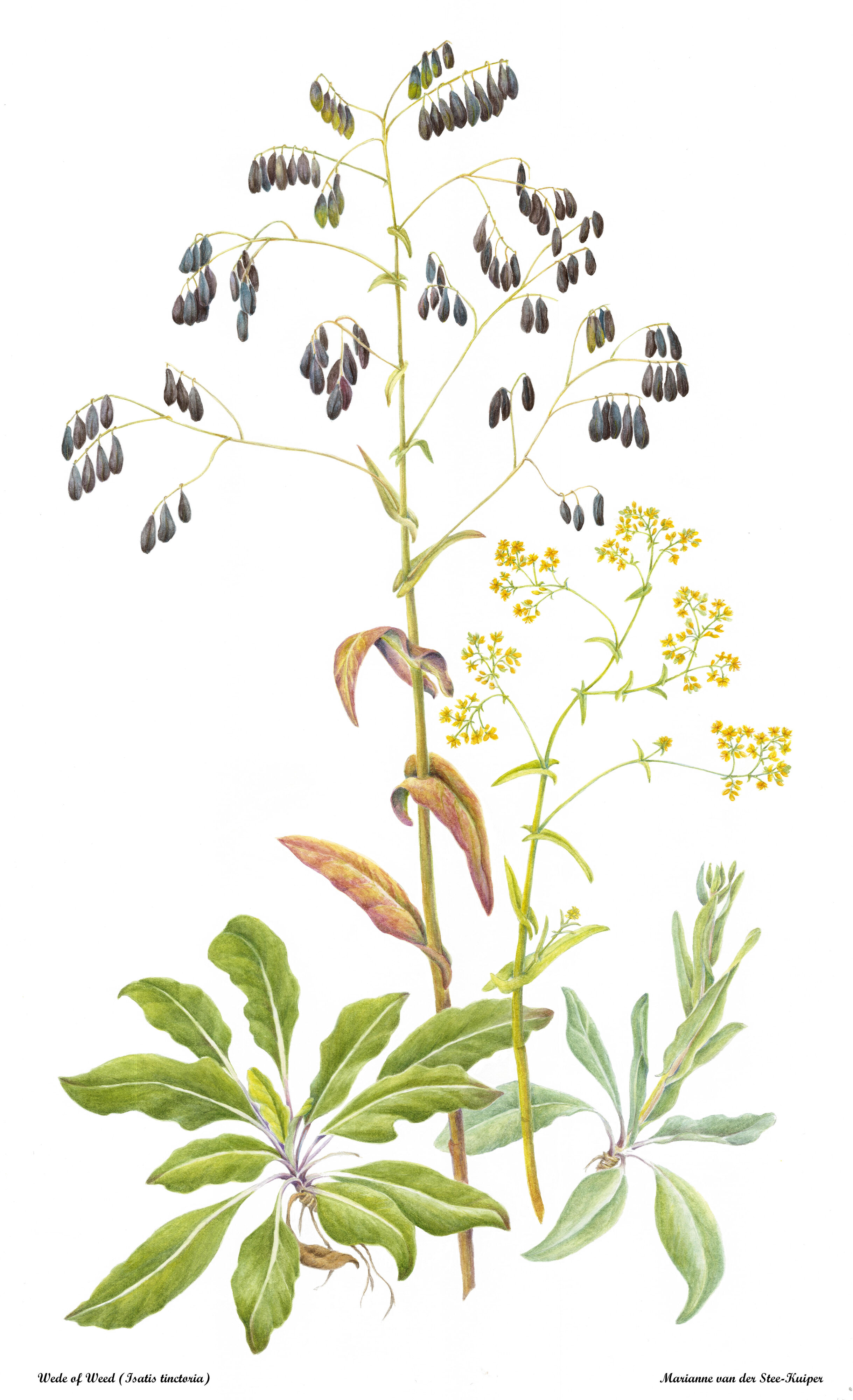 Cursus wetenschappelijk tekenen