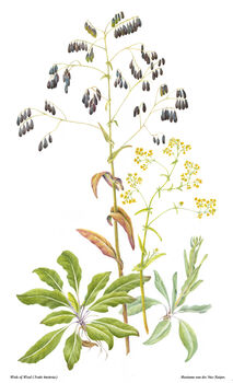 Cursus wetenschappelijk tekenen