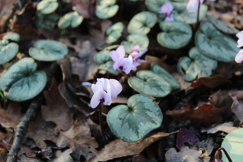 Cyclamen coum