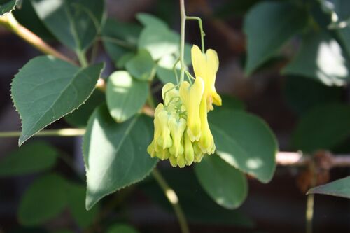 Dactylicapnos scandens