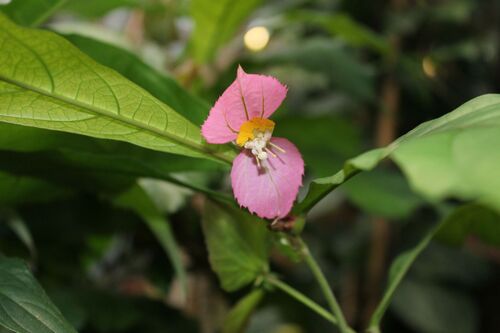 Dalechampia spathulata
