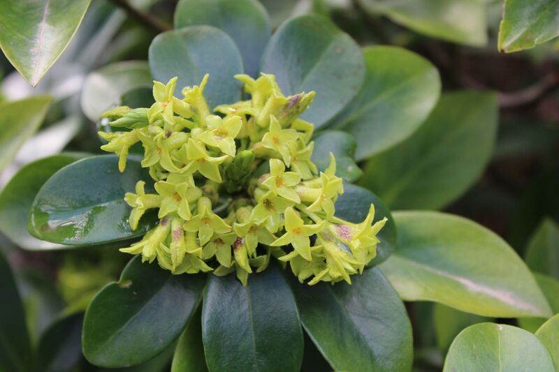 Daphne laureola
