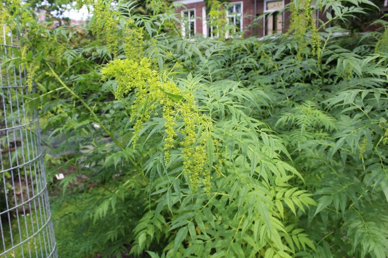 Datisca cannabina
