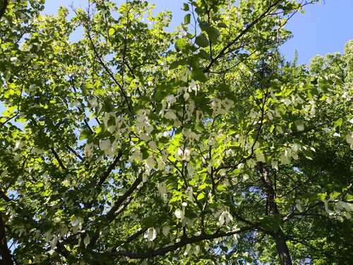 Davidia involucrata