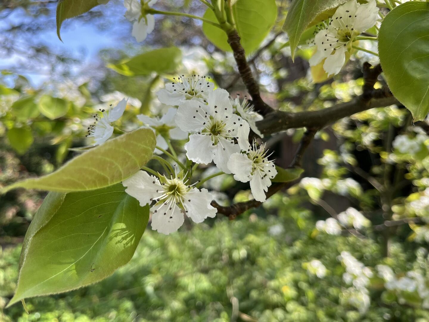 De Hortus is open met Pasen