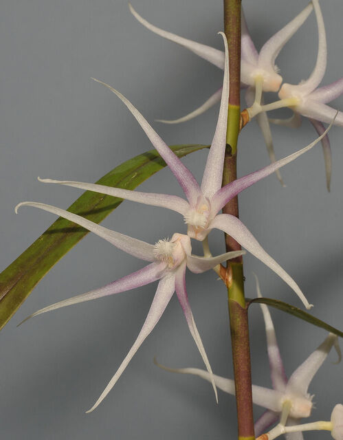 Dendrobium goodallianum 