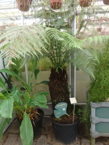 Dicksonia antarctica