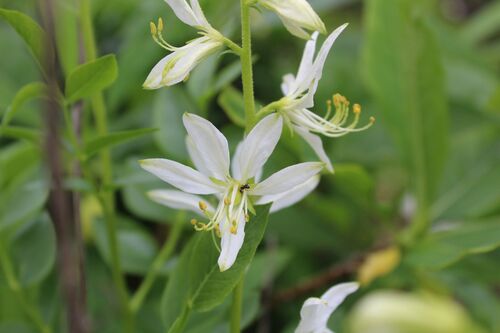 Dictamnus albus