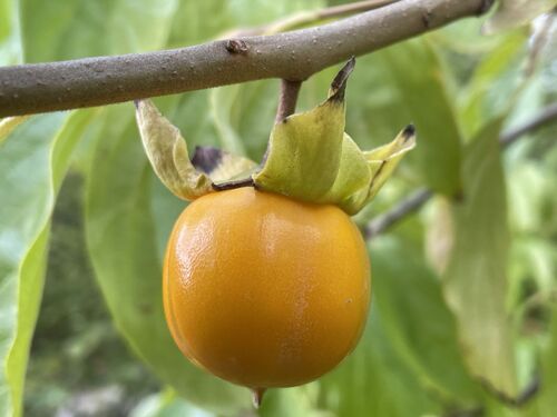 Diospyros kaki