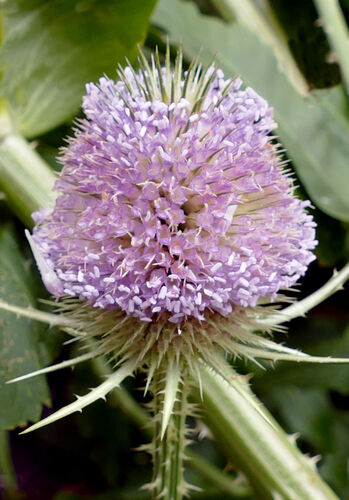 Dipsacus fullonum