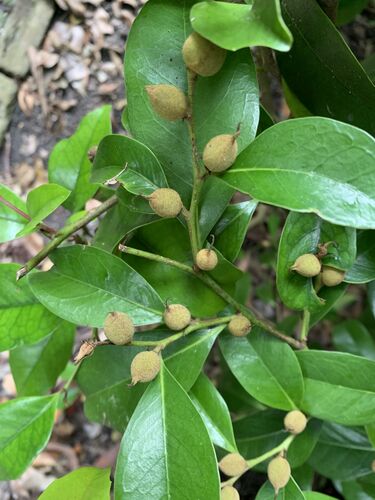 Distylium racemosum