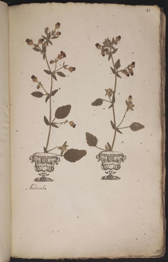 D'Oignies herbarium L.3960899, Hermannia althaeifolia L.