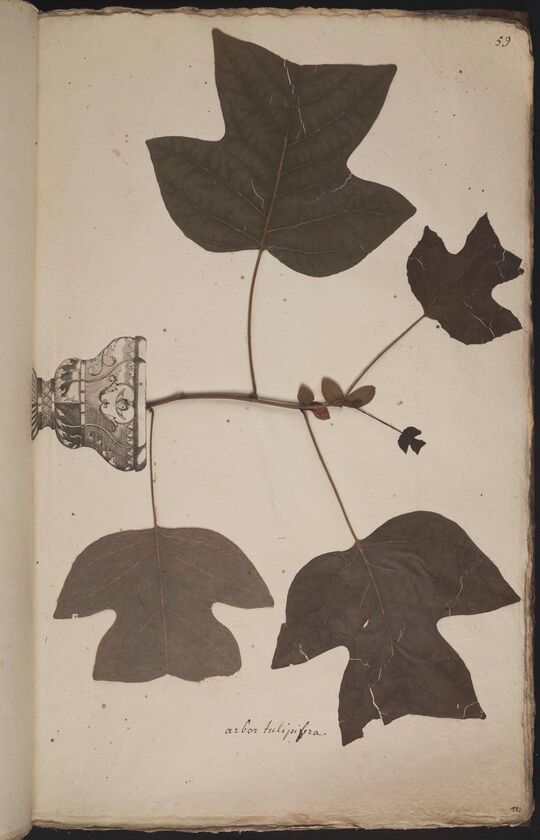 D'Oignies herbarium L.3960923, Liriodendron tulipifera L. 