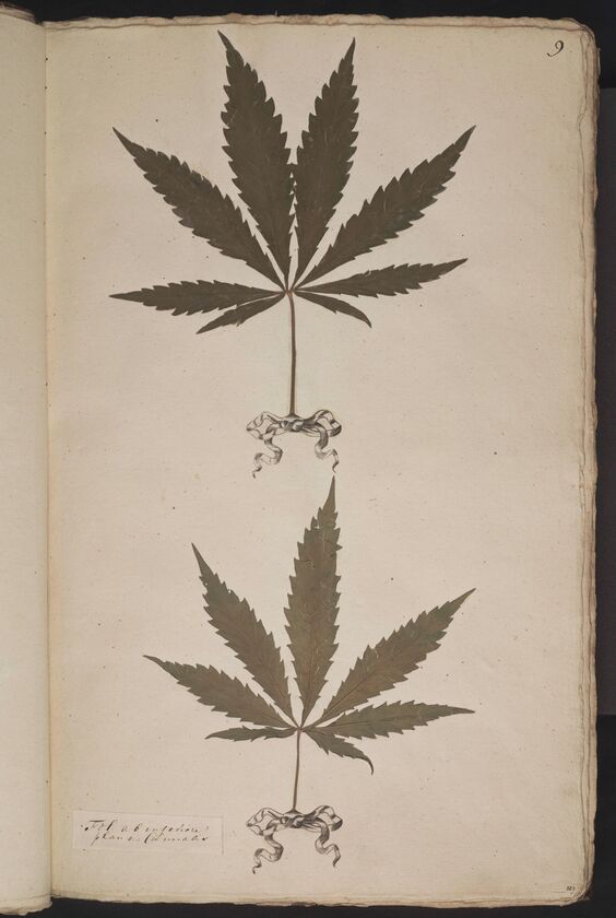 D'Oignies herbarium L.3960997,  Cannabis sativa L.