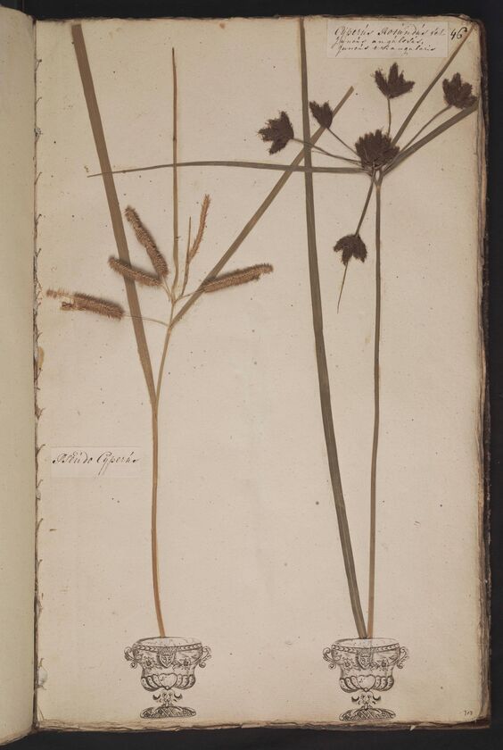 D'Oignies herbarium L.3961044-5, Carex pseudocyperus L. en Bolboschoenus maritimus (L.) Palla