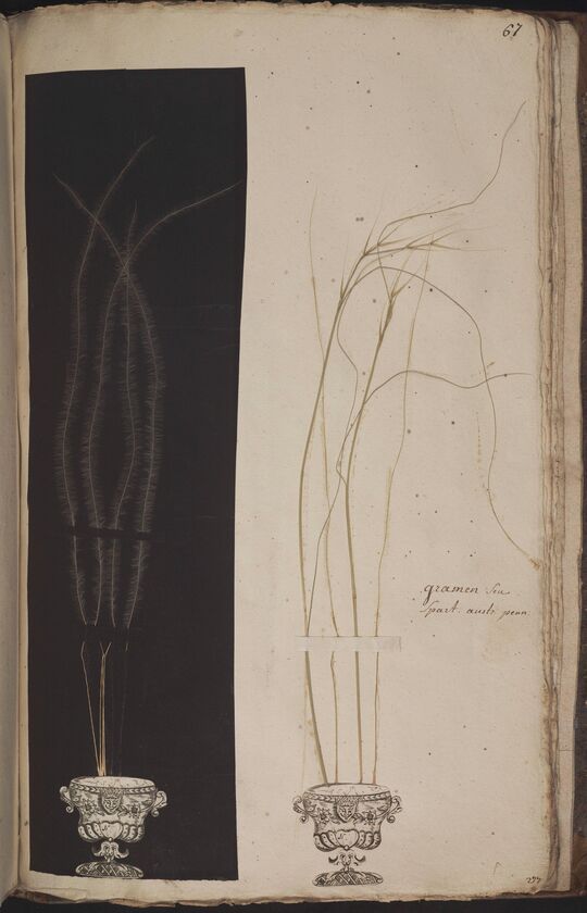 D'Oignies herbarium L.4512036-7, Stipa pennata L.