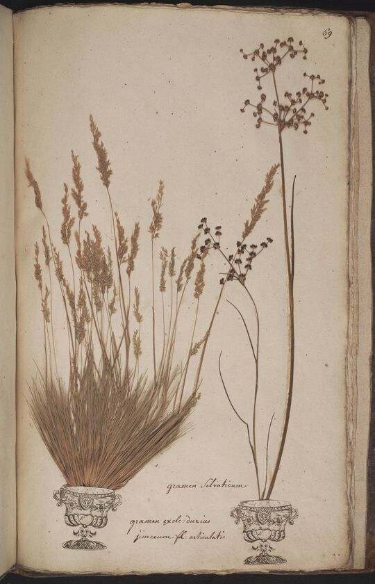 D'Oignies herbarium L.4512039-40, Festuca ovina L. en Scirpus sylvaticus L.