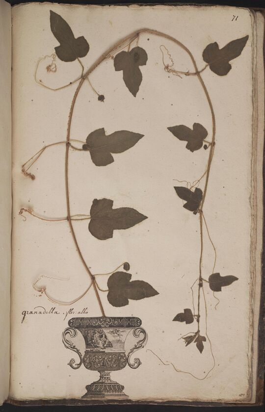 D'Oignies herbarium L.4512044, Passiflora foetida L.