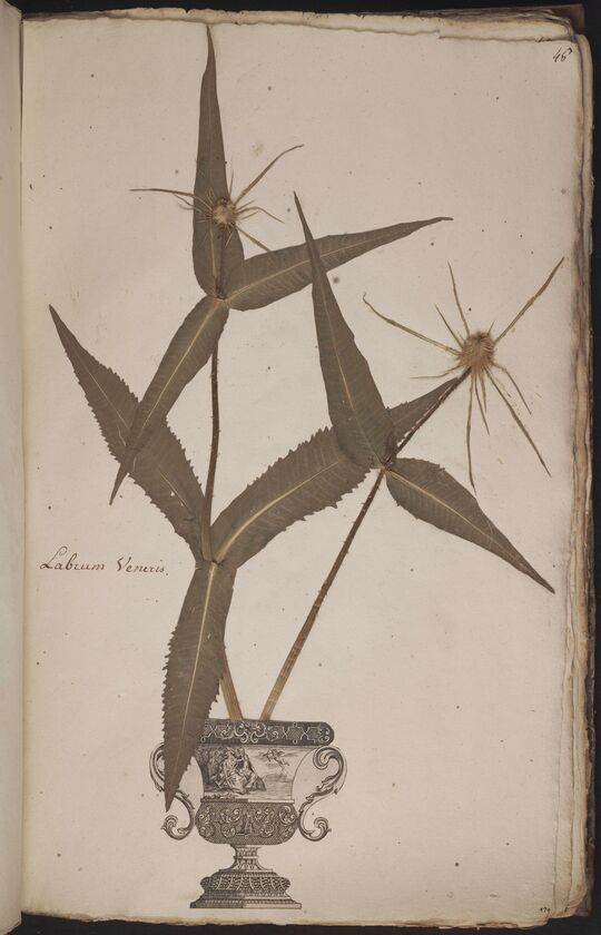 D'Oignies herbarium L.4512108, Dipsacus fullonum L.