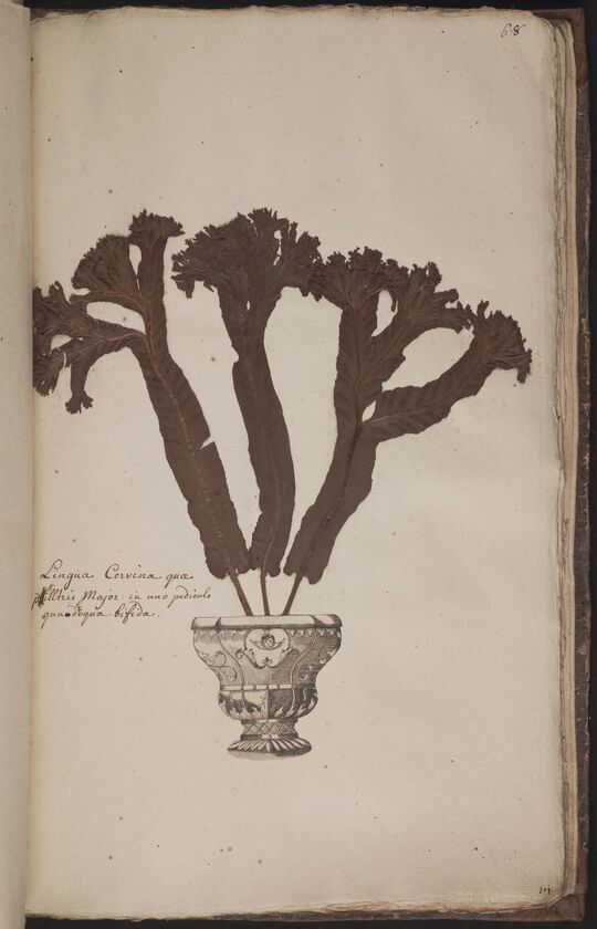 D'Oignies herbarium L.4512138, Asplenium scolopendrium L. 