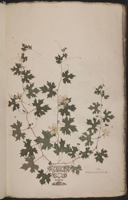 D'Oignies herbarium L.4512157, Momordica balsamina L.