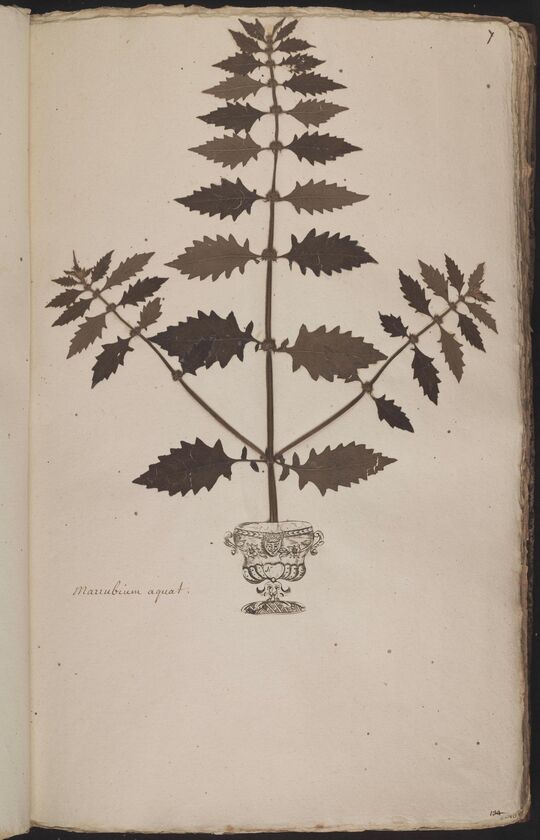 D'Oignies herbarium L.4512161, Lycopus europaeus L.