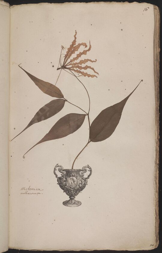 D'Oignies herbarium L.4512172, Gloriosa superba L.