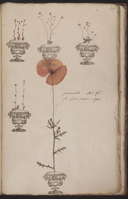 D'Oignies herbarium L.4512237-42, meerdere kleine inheemse soorten met Papaver argemone L.