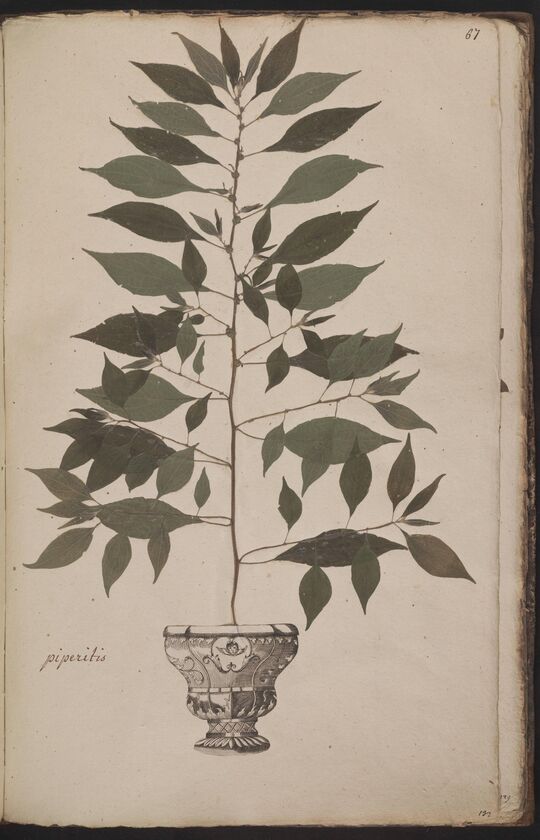 D'Oignies herbarium L.4512261, Parietaria officinalis L. 