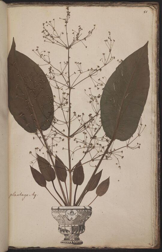 D'Oignies herbarium L.4512279, Alisma plantago-aquatica L.