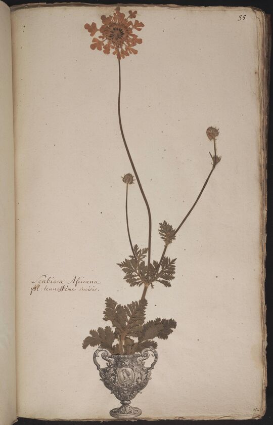 D'Oignies herbarium L.4512339, Scabiosa africana L.