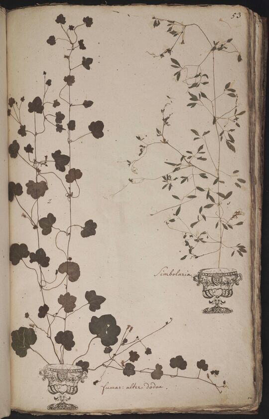 D'Oignies herbarium L.4518528-9, Cymbalaria muralis Gaertn., B.Mey. & Scherb. en Ceratocapnos claviculata (L.) Lidén