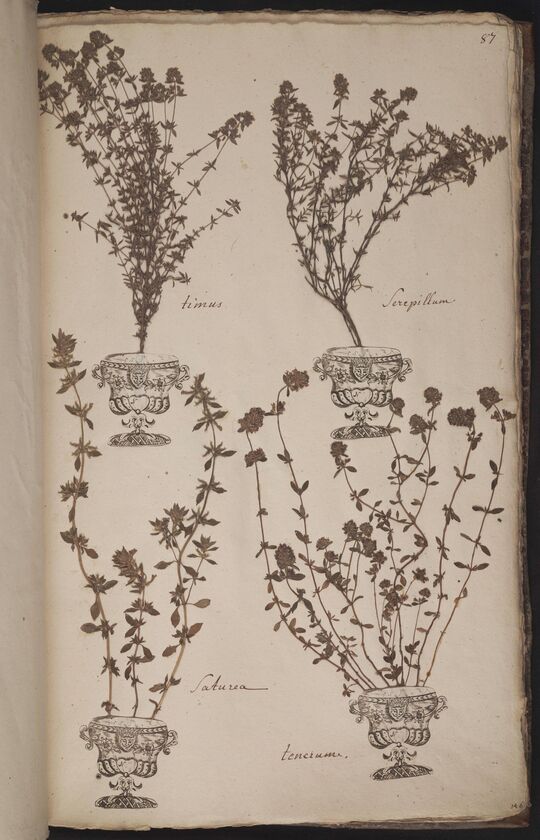 D'Oignies herbarium L.4518572-5, enige tijmsoorten en Clinopodium acinos (L.) Kuntze