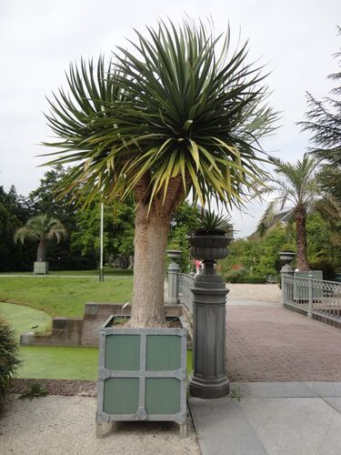 Dracaena draco