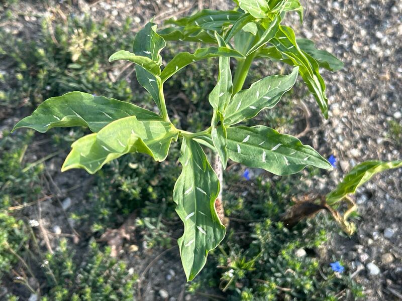 Dracunculus vulgaris
