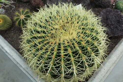 Echinocactus grusonii