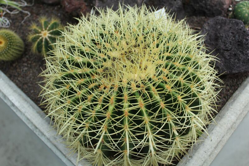 Echinocactus grusonii