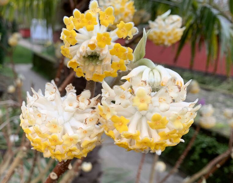 Edgeworthia chrysantha 'Grandiflora'