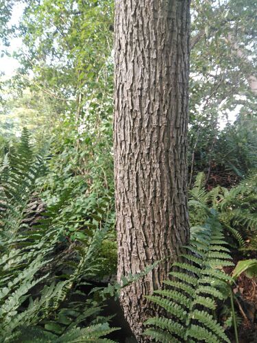 Ehretia acuminata