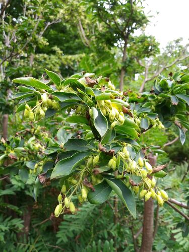 Enkianthus campanulatus